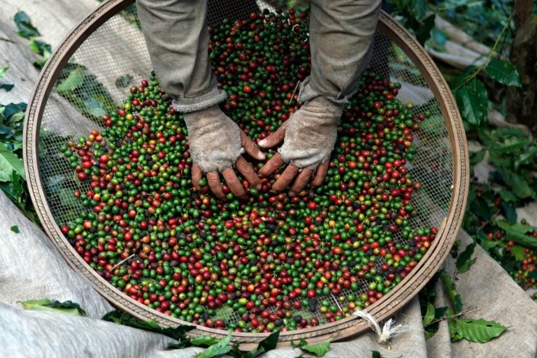 Colheita de café