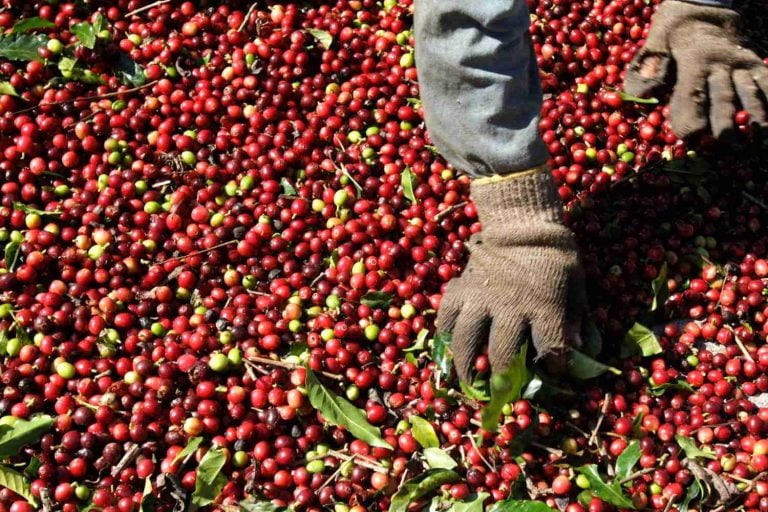 Trabalhador seleciona grãos de café arábica