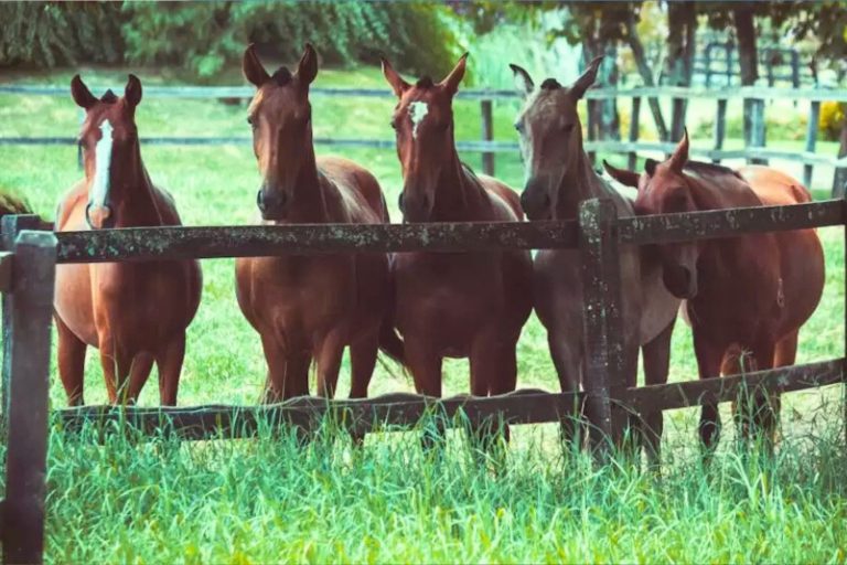 Cavalos geneticamente editados na Argentina