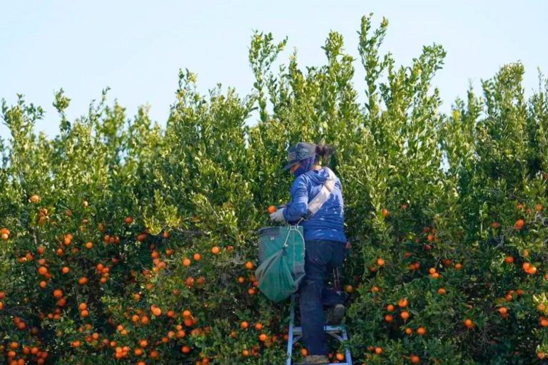 Trabalhador rural colhe frutas em fazenda no condado de Kern, Califórnia