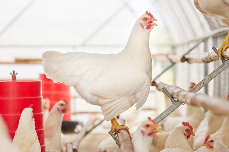 Maior Exportador de Carne de Frango