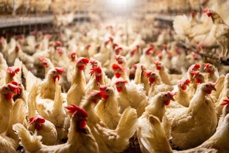 Gripe Aviária em Galinhas