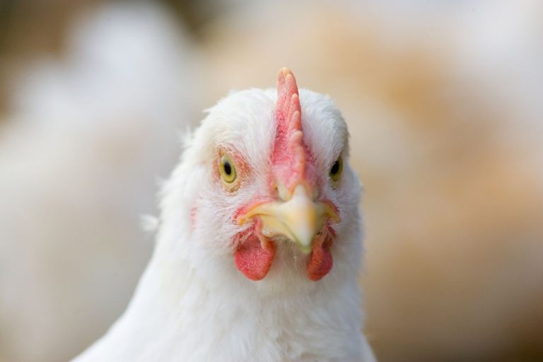 Gripe Aviária Impacta Frango no Brasil