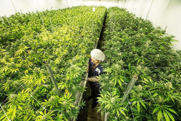 Nos EUA, indústria da cannabis gera mais de 400 mil empregos