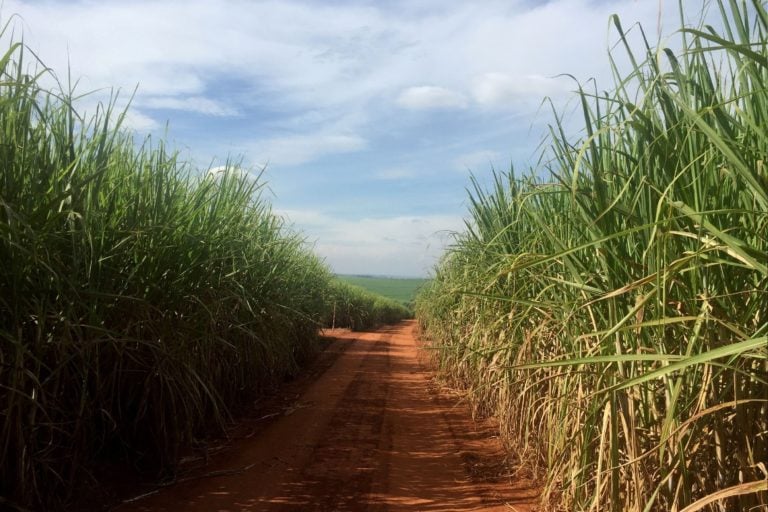 Plantação de cana-de-açúcar para produção de etanol