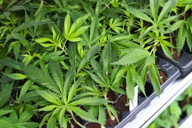 Cannabis na Europa