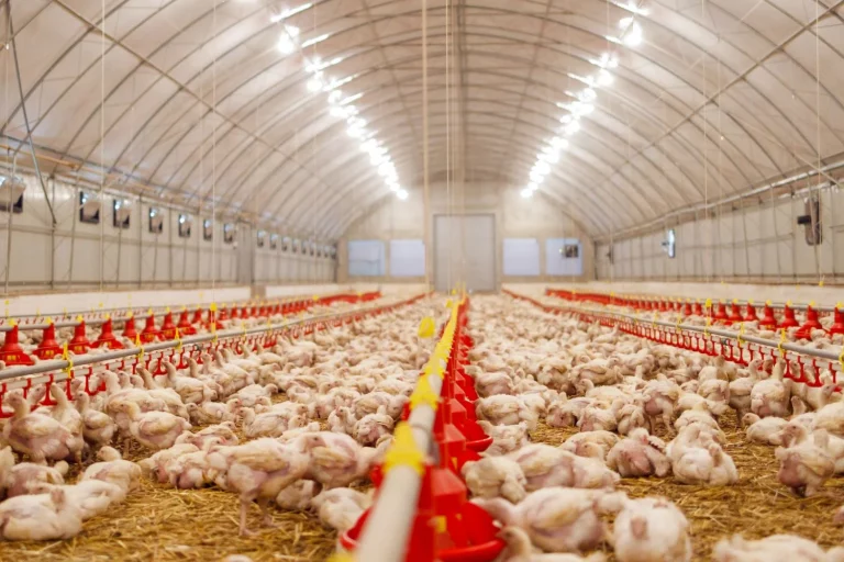 Brasil é o maior exportador de carne de frango