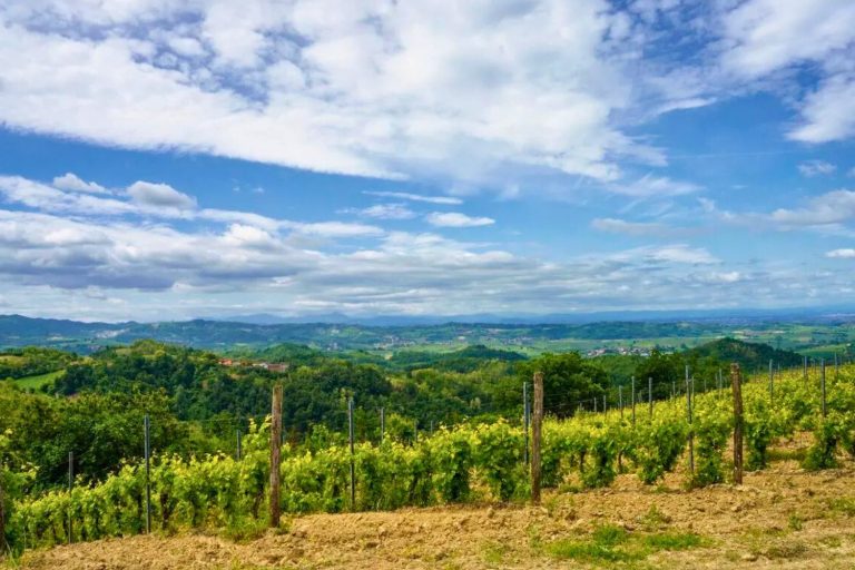 Vinhedos em Colli Tortonesi, Piemonte, Itália