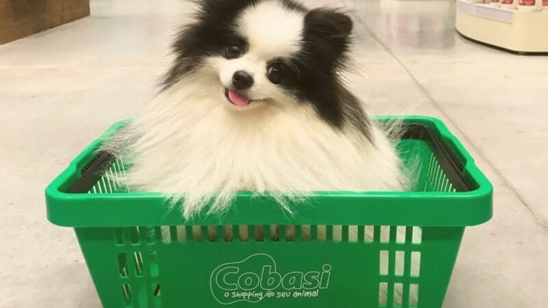 Caminho aberto: Cade dá aval à fusão entre Petz (PETZ3) e Cobasi