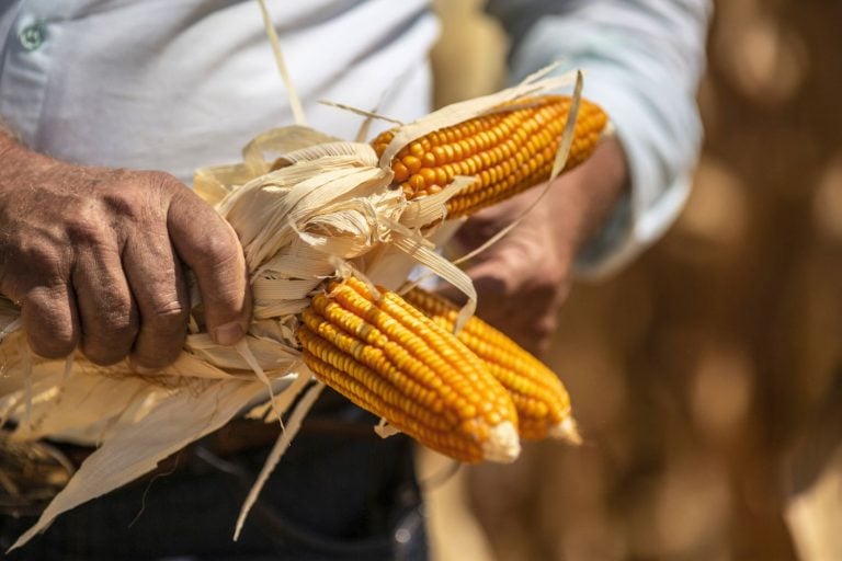 Brasil é um dos maiores produtores e exportadores mundiais de milho