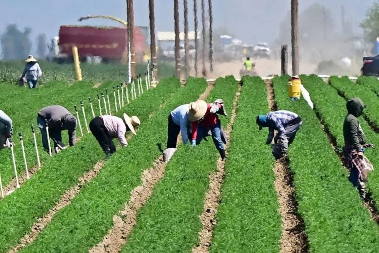 Trabalhadores no campo, nos EUA, onde a presença de imigrantes domina
