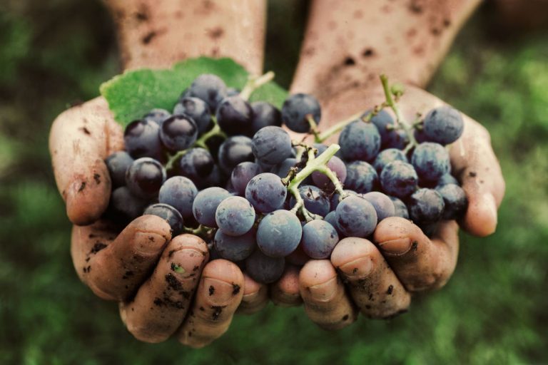 Itália vê o renascimento das uvas autóctones, herdeiras de uma tradição
