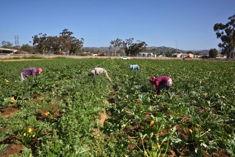 Mais de um terço dos vegetais dos EUA são cultivados na Califórnia