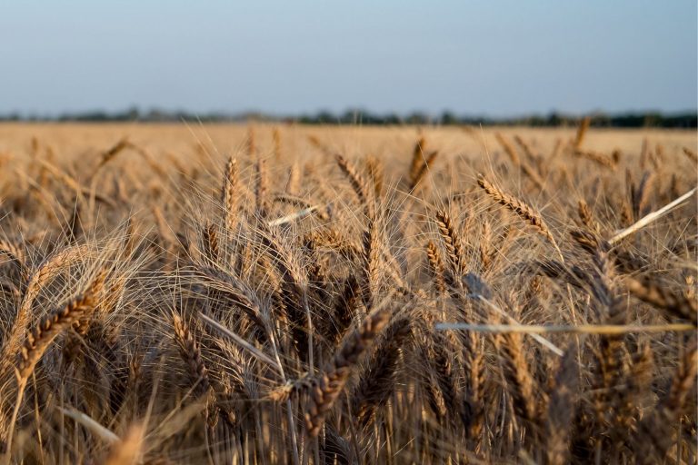 Produção de Trigo na Austrália