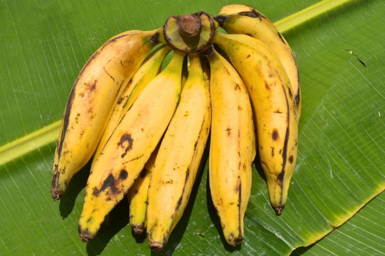 Rota da Banana tem 24 municípios envolvidos