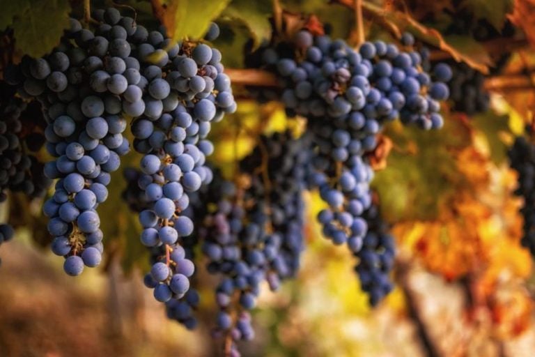 Uvas e vinhos