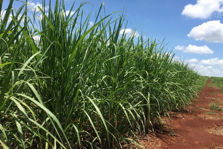 O Brasil é o maior produtor mundial de cana-de-açúcar