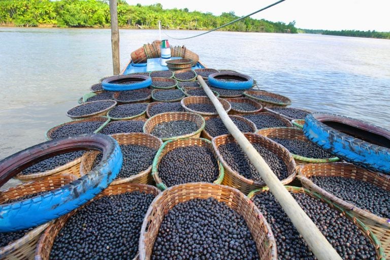 Bioeconomia na Amazônia