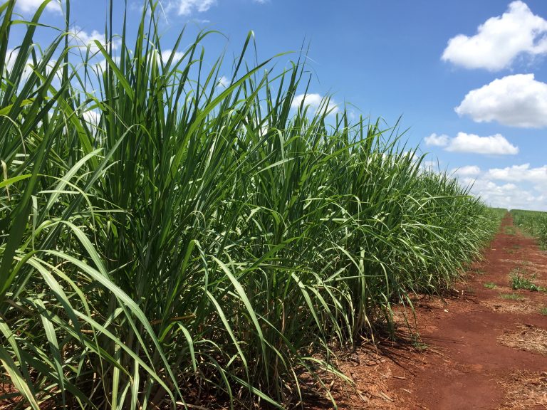 Produção de açúcar na Tailândia