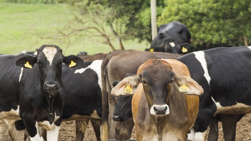 Pecuária tem maior registro de abates de bovinos, suínos e frangos em 1° trimestre