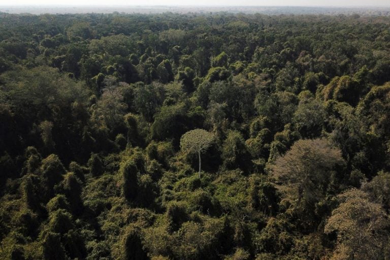 Fronteira entre a Amazônia e o Cerrado em Nova Xavantina (MT)