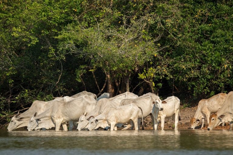 Pantanal em Transformação