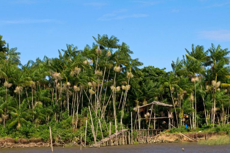 Imagem da Amazônia
