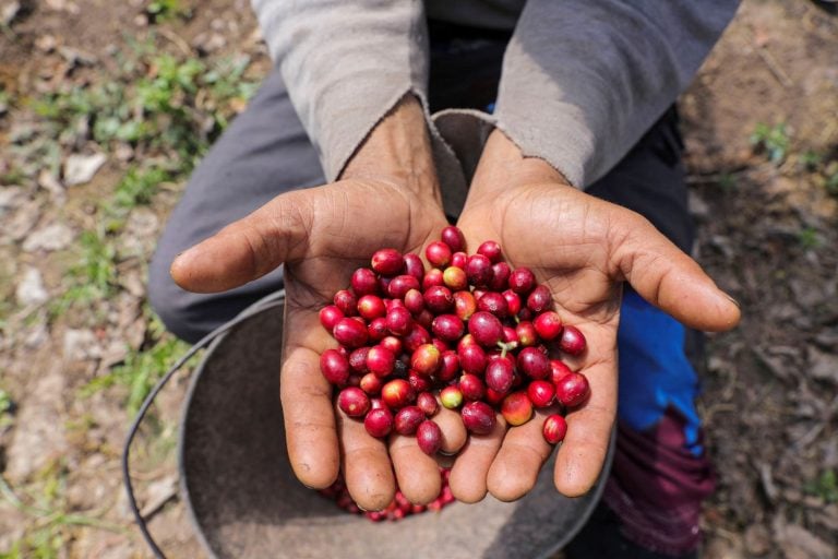 Café colhido na Colômbia