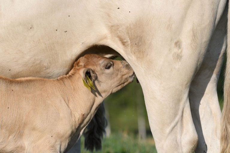 Bem-Estar Animal: Hora de o Brasil Ditar as Próprias Regras