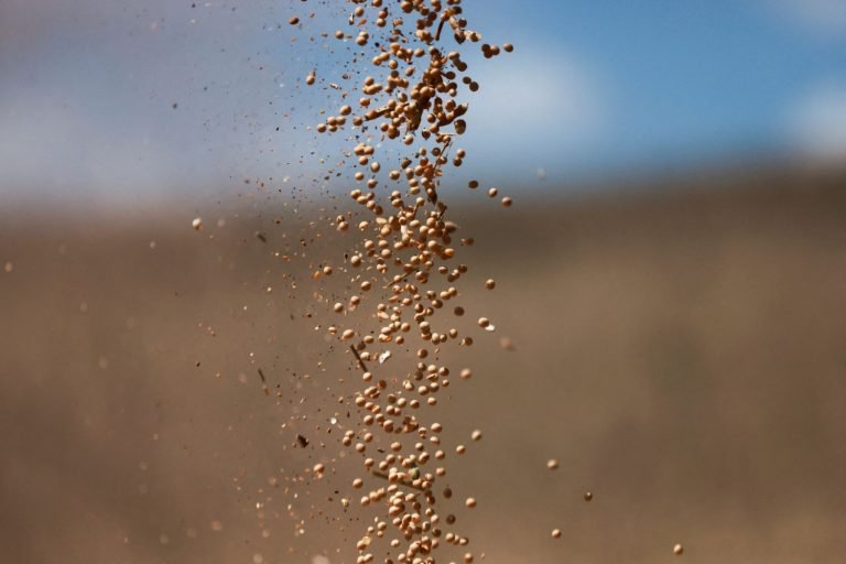 Safra de Soja do Brasil Atinge 177,6 Milhões de Toneladas, diz Conab