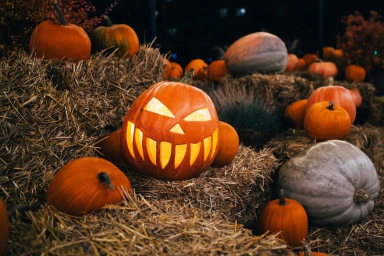 Abóboras representam o Halloween nos EUA