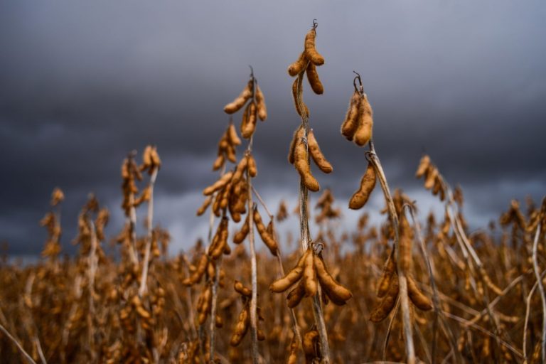 Detalhe de vagens de soja no meio da plantação