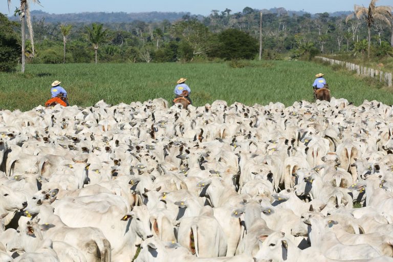 Pesquisas Genéticas Transformando a Pecuária