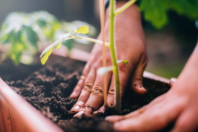 Brasil Lidera 4 Planos Da Agenda De Ação Da COP30