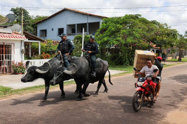 Búfalos na Ilha de Marajó