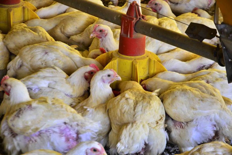 China Reabre Mercado de Carne de Frango do Brasil