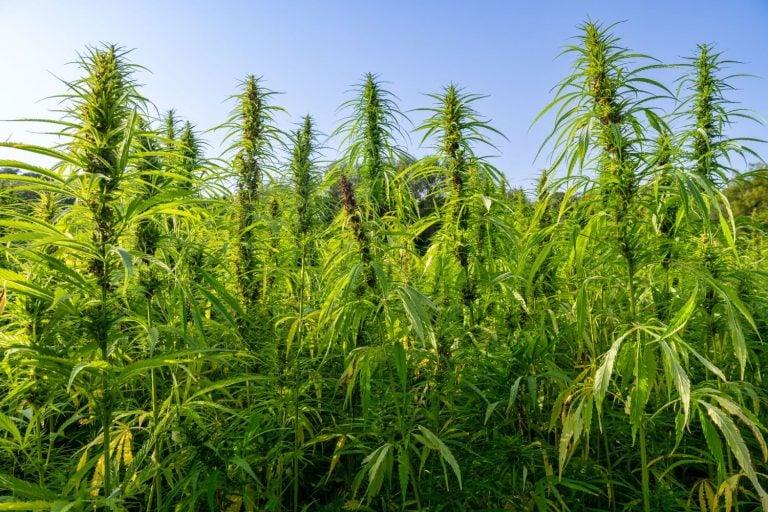 Plantio de cannabis a céu aberto