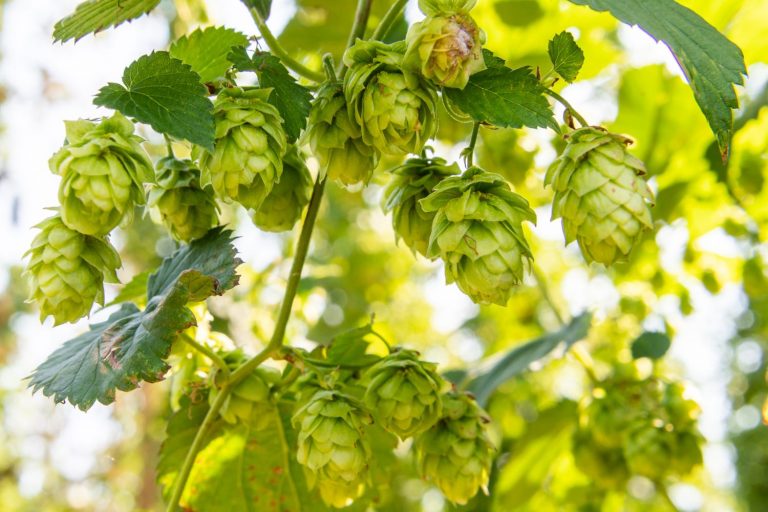 Nanotecnologia Nacional Promete Elevar o Sabor do Lúpulo na Cerveja