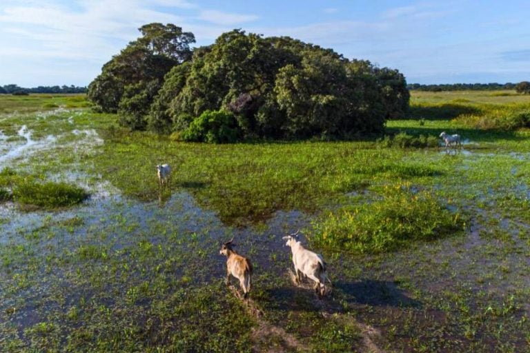 Estudo Inédito Mostra Que Estoque de Carbono no Bioma Deixa o Pantanal Mais Verde