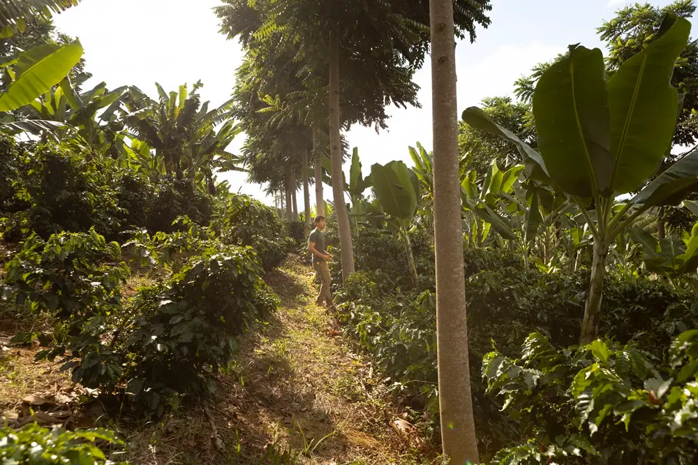 Agrofloresta na Fazenda Lobo