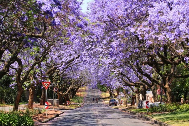 Jacarandás em flor em Pretória, África do Sul
