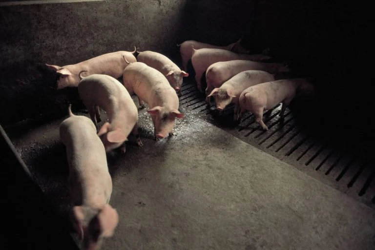 Granja de suínos na província de Tarragona, em Catalunha, na Espanha