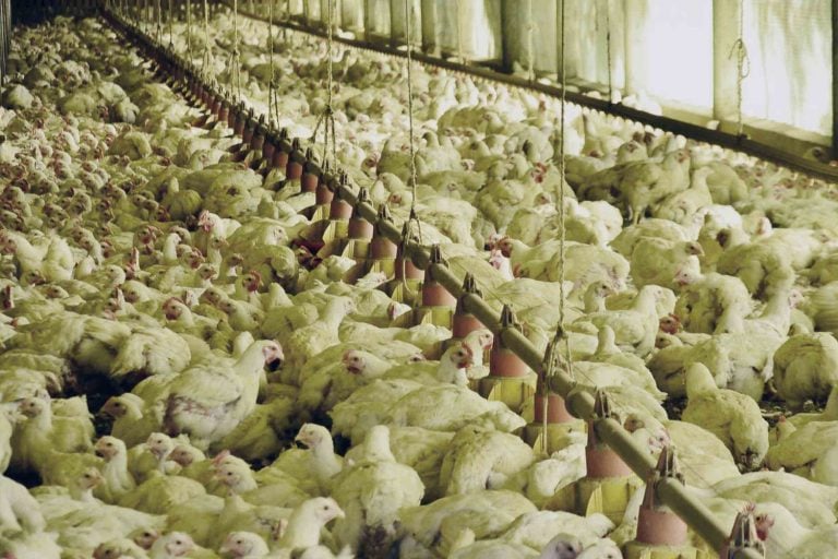 Lote de frangos de corte em granja brasileira