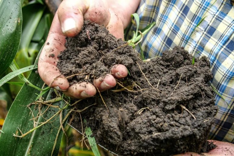 Regenerar o Solo para Regenerar a Agricultura, Propõe a ROC nos EUA