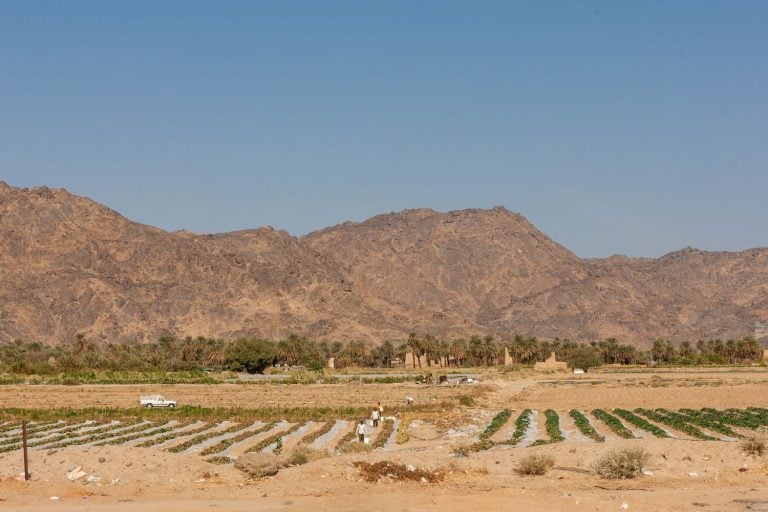 Agricultura no deserto, na província de Najran, na Arábia Saudita
