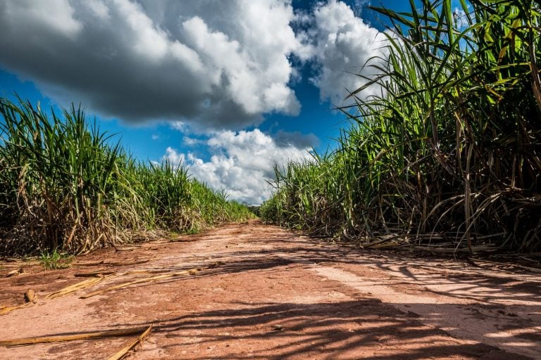 Plantação de cana pronta para colheita