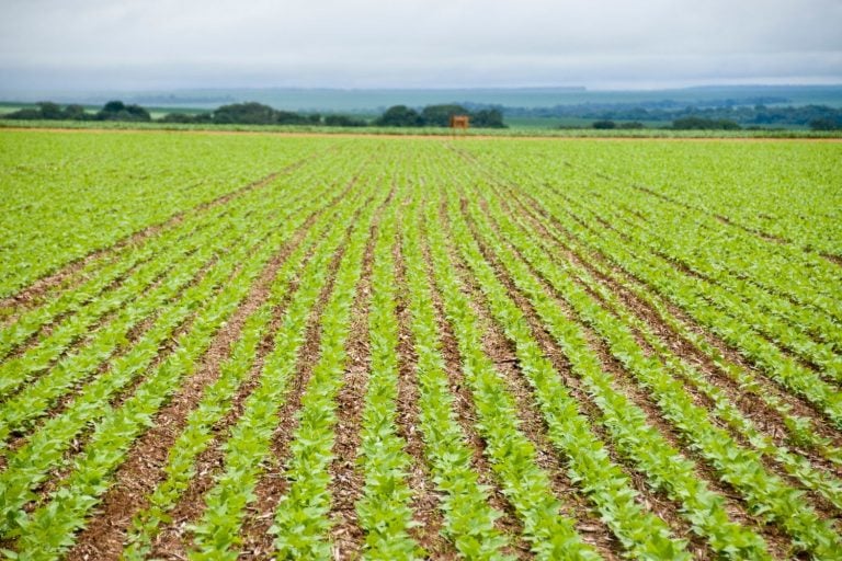 Plantio de Soja Acelera para 81%, Mas Centro-Oeste Sofre com Chuva Irregular