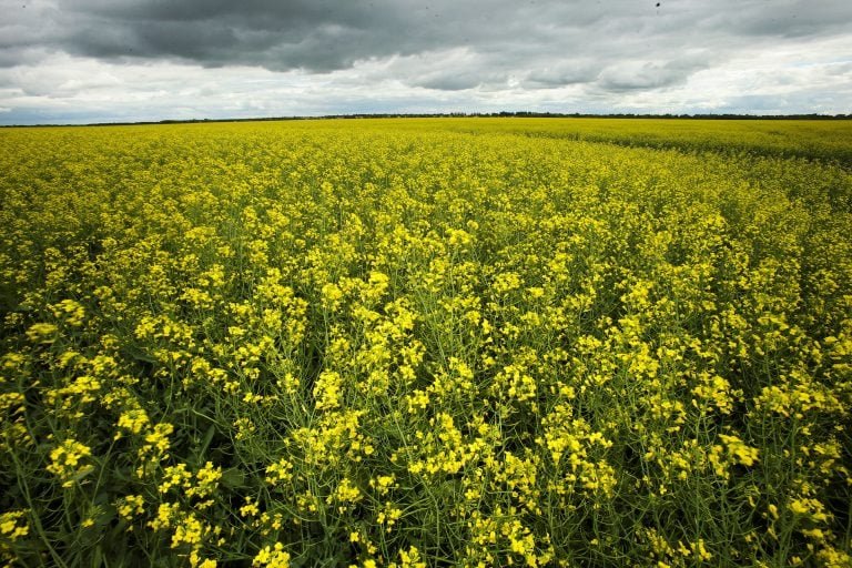 Safra de canola deve crescer 20,9% nesta temporada