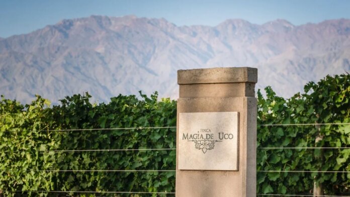 Descubra o Segredo Oculto do Vinho do Vale Argentino que