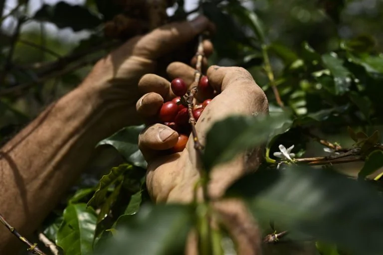 Cafés do Brasil Atingem Recorde R$ 114,86 Bilhões em Valor Bruto da Produção em 2025